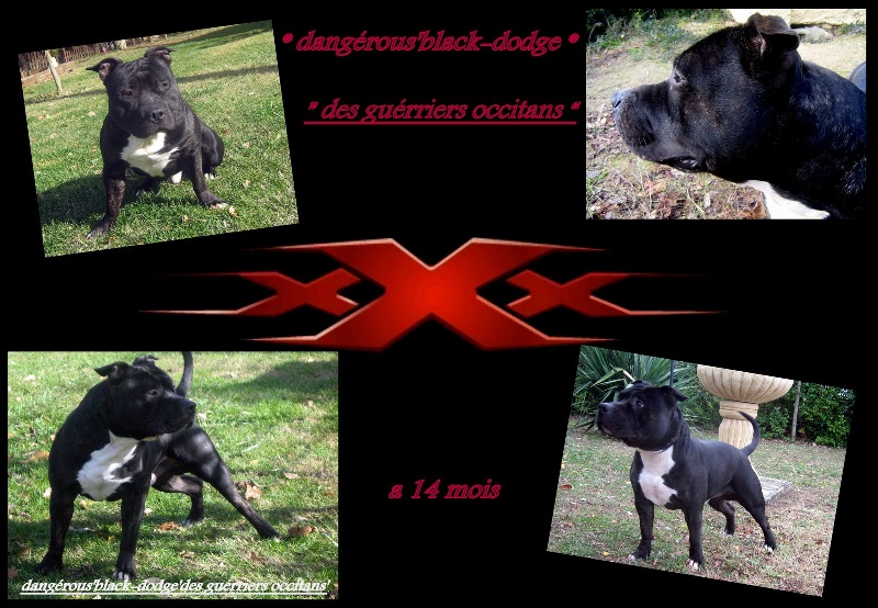 Dangerous black dodge des Guerriers Occitans
