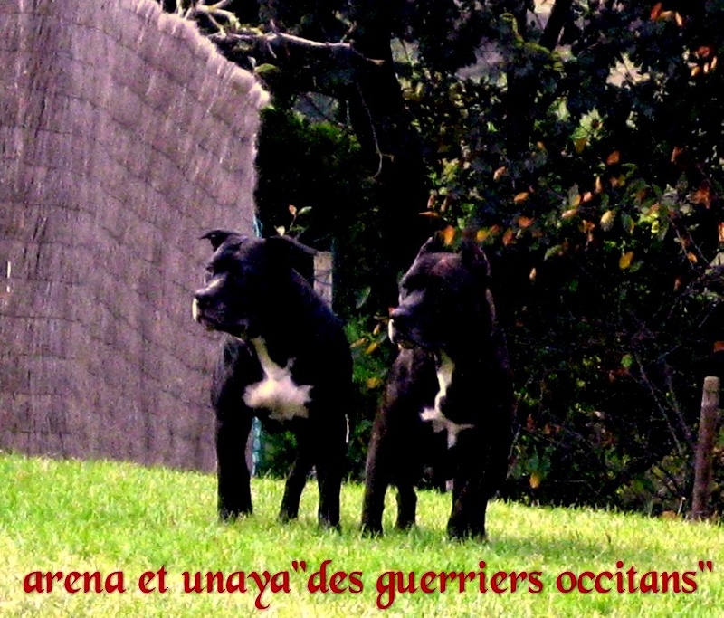 Arena black-night des Guerriers Occitans