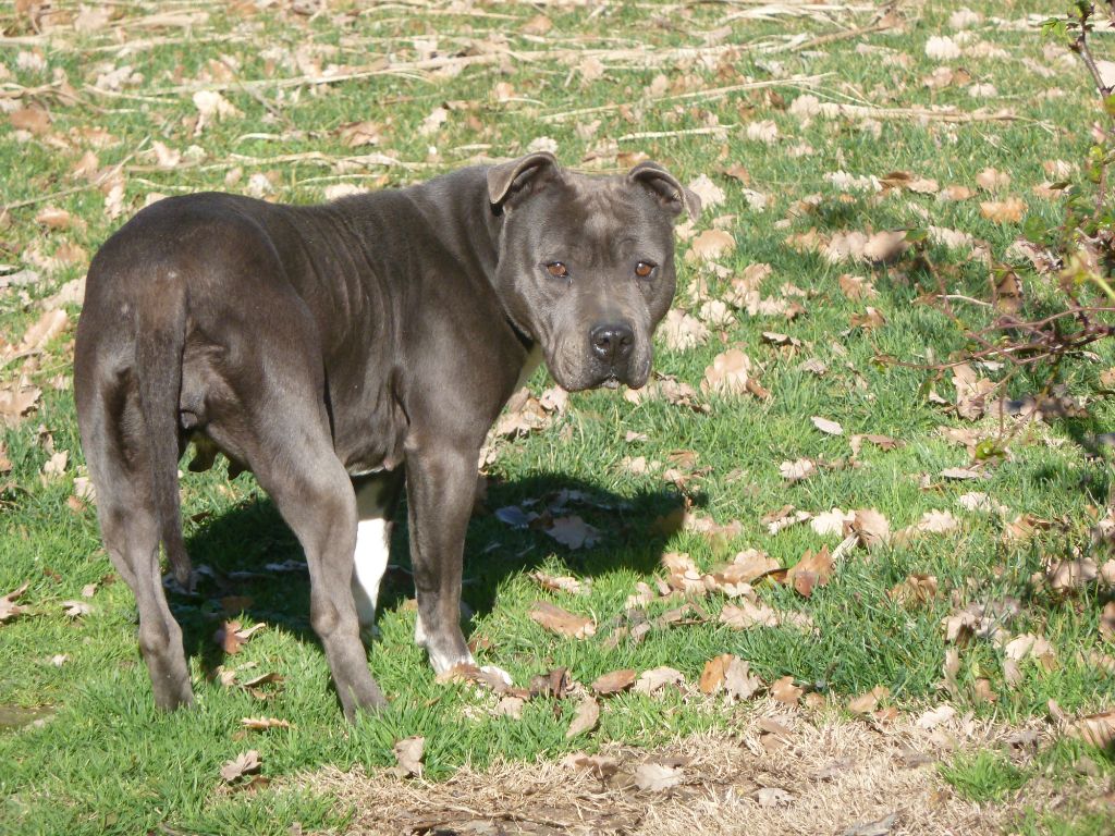 Majestic ' bleue line 'angel ' (Sans Affixe)