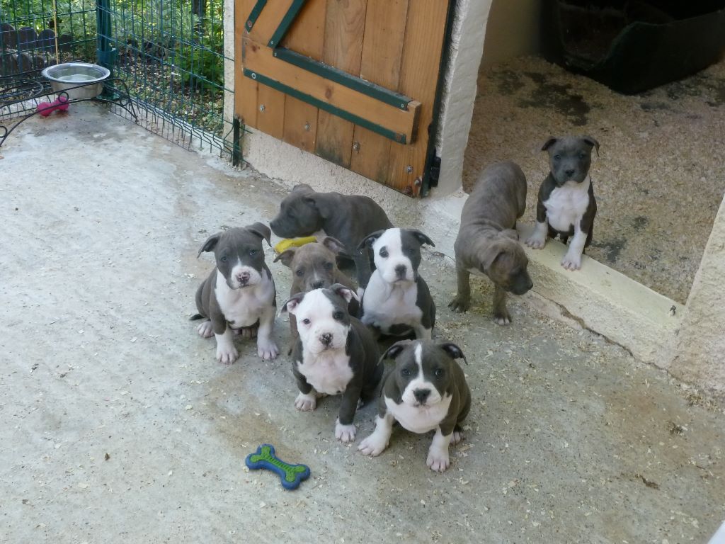 des Guerriers Occitans - American Staffordshire Terrier - Portée née le 11/03/2019