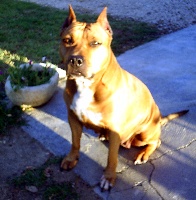 Sephora de la terre des anges