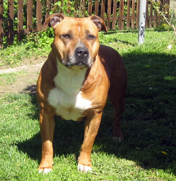 Usa- des Guerriers Occitans