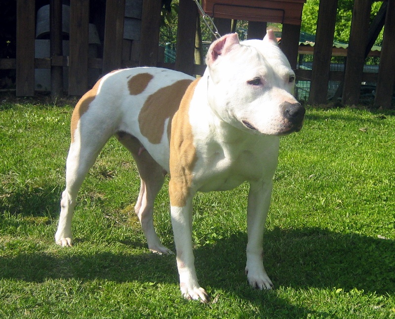 Usa de la terre des anges