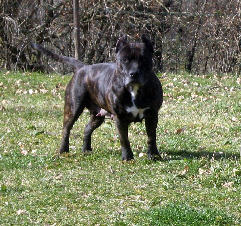 Unaya des Guerriers Occitans