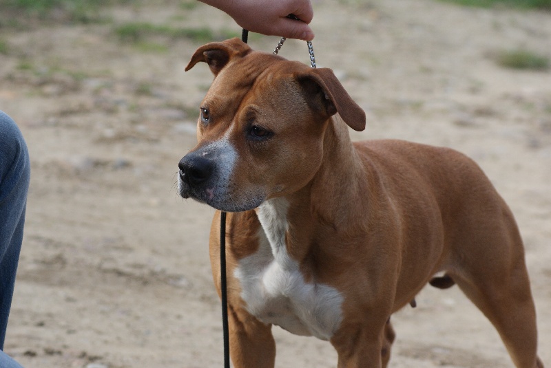 Ambre ultra cow-girl des Guerriers Occitans