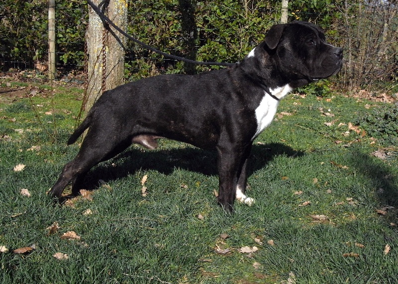 Elvis'  king off the king ' des Guerriers Occitans