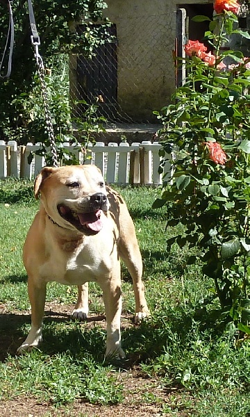 Arley-bety boops des Guerriers Occitans
