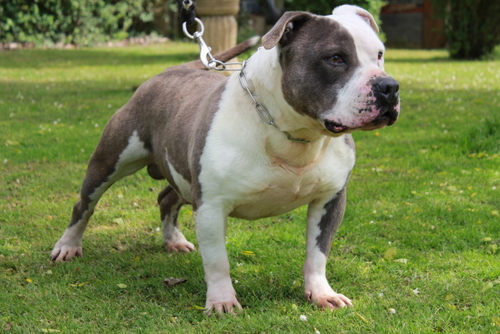 Cerdan ' alias ceusteur ' des Guerriers Occitans