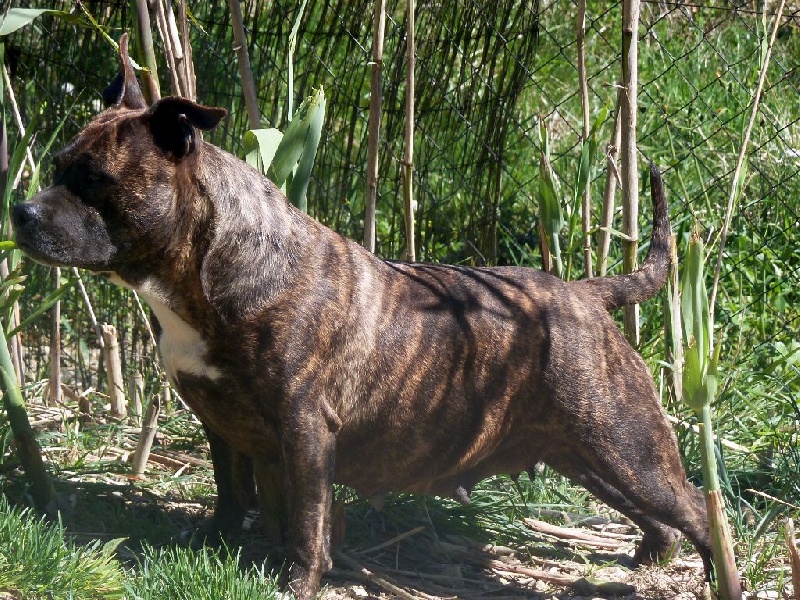 Faune queen safarie des Guerriers Occitans