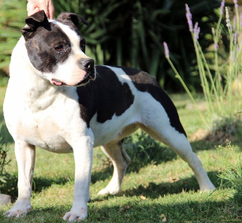 Holga' édition 2 ' des Guerriers Occitans