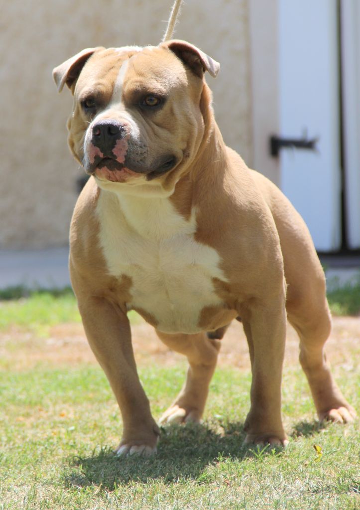 G maximus ' des Guerriers Occitans