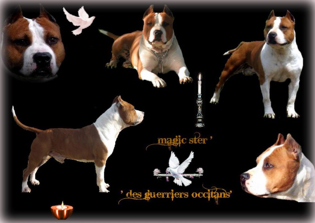 Magic-ster des Guerriers Occitans