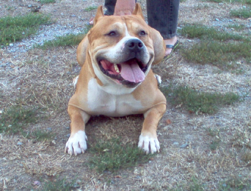 u.s.a de la terre des anges/ugo boss ultimate dog' 03/10/2005